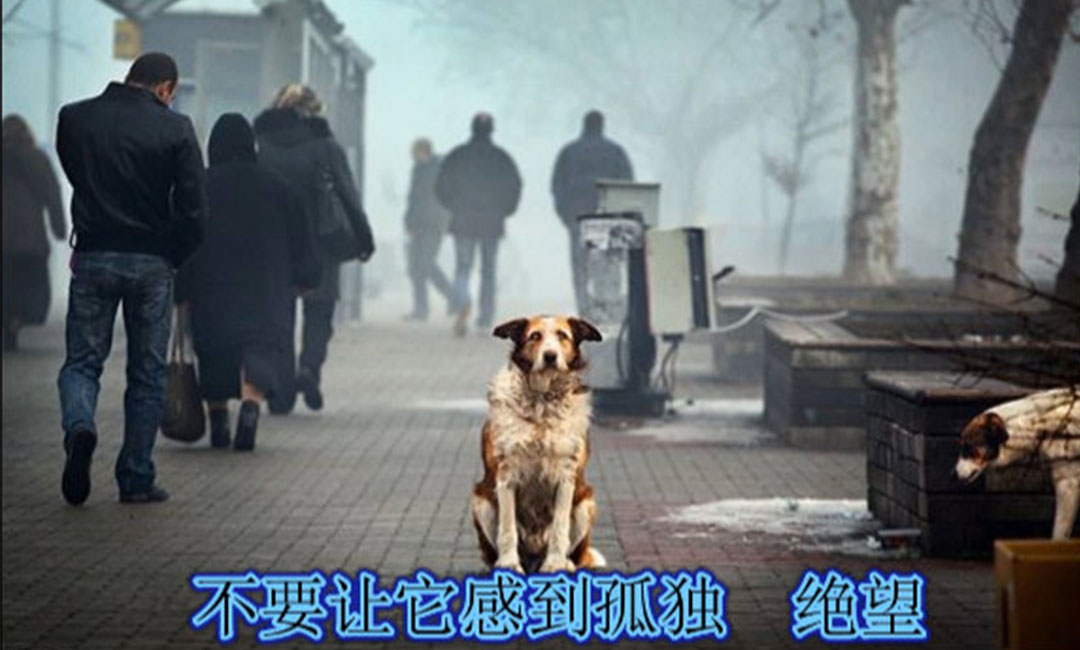南川南川爱影圈微博微信转发案例